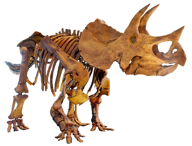 Illustration for article titled El misterio de los dinosaurios con cuernos parece resuelto, y su explicación es más simple de lo que se pensaba